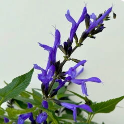 Pfirsichsalbei Blau, Topf-Ø 21 Cm, Höhe Ca. 40 Cm -Biohort Garten Geschaft 0610370087 Salvia T21 Blue 3 n 125845