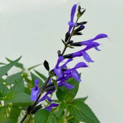 Pfirsichsalbei Blau, Topf-Ø 21 Cm, Höhe Ca. 40 Cm -Biohort Garten Geschaft 0610370087 Salvia T21 Blue 6 n 125844