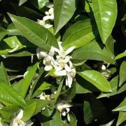 Orangenbaum, Stamm, Topf-Ø Ca. 22 Cm, Höhe Ca. 70 Cm -Biohort Garten Geschaft 0630100030 KB Citrus sinensis Stamm T33 1 88065 1