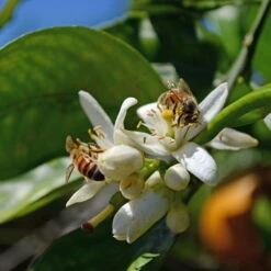 Orangenbaum, Stamm, Topf-Ø Ca. 33 Cm, Höhe Ca. 150 Cm 15 Orangenbaum, Stamm, Topf-Ø Ca. 33 Cm, Höhe Ca. 150 Cm -Biohort Garten Geschaft 0630100030 KB Citrus sinensis Stamm T33 4 87842