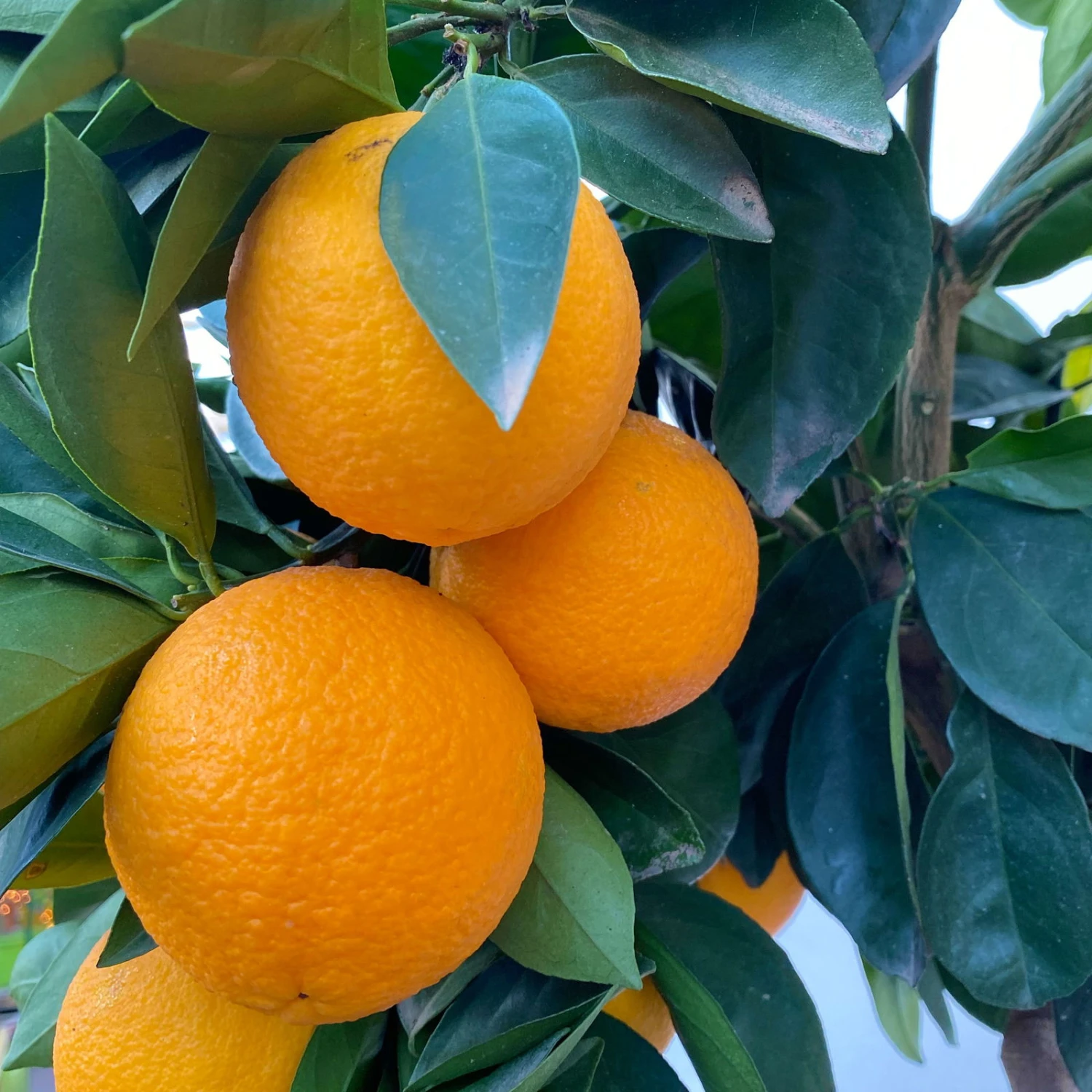 Orangenbaum, Stamm, Topf-Ø Ca. 33 Cm, Höhe Ca. 150 Cm 8 Orangenbaum, Stamm, Topf-Ø Ca. 33 Cm, Höhe Ca. 150 Cm – Bild 6