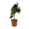 Kumquat, Stamm, Topf-Ø 22 Cm -Biohort Garten Geschaft 0630100261 KB Citrus fort marg Stamm T22 3 104313
