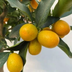 Kumquat, Stamm, Topf-Ø 22 Cm -Biohort Garten Geschaft 0630100261 KB Citrus fort marg Stamm T22 7 104208