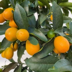 Kumquat, Stamm, Topf-Ø 22 Cm -Biohort Garten Geschaft 0630100261 KB Citrus fort marg Stamm T22 8 104207