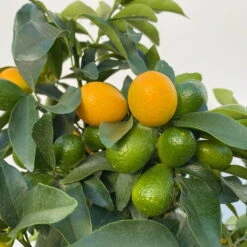 Kumquat, Stamm, Topf-Ø 22 Cm -Biohort Garten Geschaft 0630100261 KB Citrus fort marg Stamm T22 9 104206