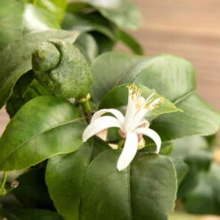 Zitronenbaum, Stamm, Topf-Ø 22 Cm, Höhe Ca. 70 Cm -Biohort Garten Geschaft 0630100481 Citrus limon Bluete GS624989 Citrus limon 77068