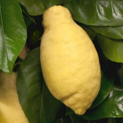 Zitronenbaum, Stamm, Topf-Ø 22 Cm, Höhe Ca. 70 Cm -Biohort Garten Geschaft 0630100481 Citrus limon Frucht am Zweig GS426522 Citrus limon 77067