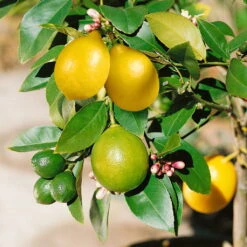 Zitronenbaum, Stamm, Topf-Ø 22 Cm, Höhe Ca. 70 Cm -Biohort Garten Geschaft 0630100481 KB Citrus limon Busch T22 7 Fruechte 71849 557088 1 77066