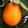 Kumquat-Clementine 'Kucle', Ministamm, Topf-Ø 15 Cm, Höhe Ca. 40 Cm -Biohort Garten Geschaft 0630100665 KB Citrus Spalier T15 Kucle farbiger Topf H40 1 78896