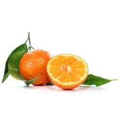 Clementine, Stamm, Topf-Ø Ca. 20 Cm, Höhe Ca. 60 Cm 9 Clementine, Stamm, Topf-Ø Ca. 20 Cm, Höhe Ca. 60 Cm -Biohort Garten Geschaft 0630100712 0630100713 KB Citrus clementina Stamm WS 98317