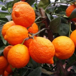 Zitronenbaum 'Rosso', Mini-Stamm, Topf-Ø 15 Cm, Höhe Ca. 40 Cm 13 Zitronenbaum 'Rosso', Mini-Stamm, Topf-Ø 15 Cm, Höhe Ca. 40 Cm -Biohort Garten Geschaft 0630100729 KB Citrus limon Stamm T15 Rosso H40 WS 1 98110