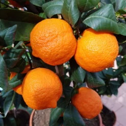 Zitronenbaum 'Rosso', Mini-Stamm, Topf-Ø 15 Cm, Höhe Ca. 40 Cm 12 Zitronenbaum 'Rosso', Mini-Stamm, Topf-Ø 15 Cm, Höhe Ca. 40 Cm -Biohort Garten Geschaft 0630100729 KB Citrus limon Stamm T15 Rosso H40 WS 2 98109