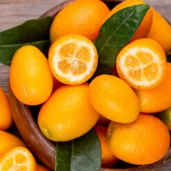 Kumquat, Stamm, Topf-Ø 22 Cm -Biohort Garten Geschaft 0630100732 KB Citrus fort marg Stamm T15 Kumquat farbiger Topf H40 WS 98115