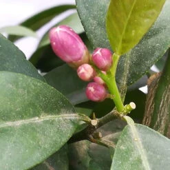 Zitronenbaum 'Rosso', Mini-Stamm, Topf-Ø 15 Cm, Höhe Ca. 40 Cm 10 Zitronenbaum 'Rosso', Mini-Stamm, Topf-Ø 15 Cm, Höhe Ca. 40 Cm -Biohort Garten Geschaft 0630200006 Citrus limon Stamm T20 H60 80 Rosso 4 78899