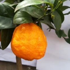 Zitronenbaum 'Rosso', Mini-Stamm, Topf-Ø 15 Cm, Höhe Ca. 40 Cm 11 Zitronenbaum 'Rosso', Mini-Stamm, Topf-Ø 15 Cm, Höhe Ca. 40 Cm -Biohort Garten Geschaft 0630200006 Citrus limon Stamm T20 H60 80 Rosso 6 78897