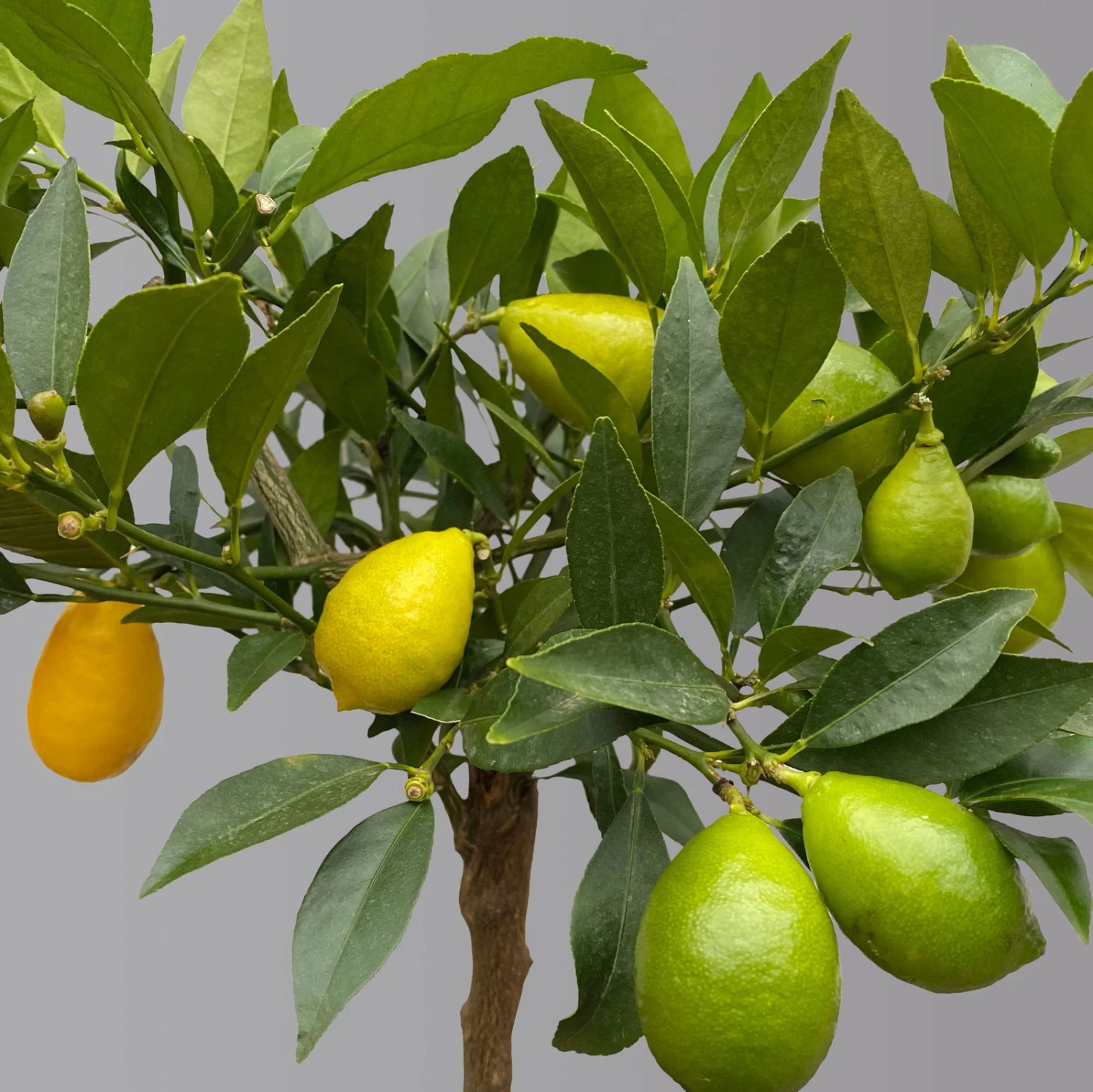 Limequat, Topf Ca. 20 Cm Ø, Höhe Ca. 60 Cm, 4 Limequat, Topf Ca. 20 Cm Ø, Höhe Ca. 60 Cm, – Bild 2