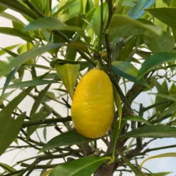 Limequat, Topf Ca. 20 Cm Ø, Höhe Ca. 60 Cm, 15 Limequat, Topf Ca. 20 Cm Ø, Höhe Ca. 60 Cm, -Biohort Garten Geschaft 0630300001 Citrus x floridana Stamm T20 5 104268