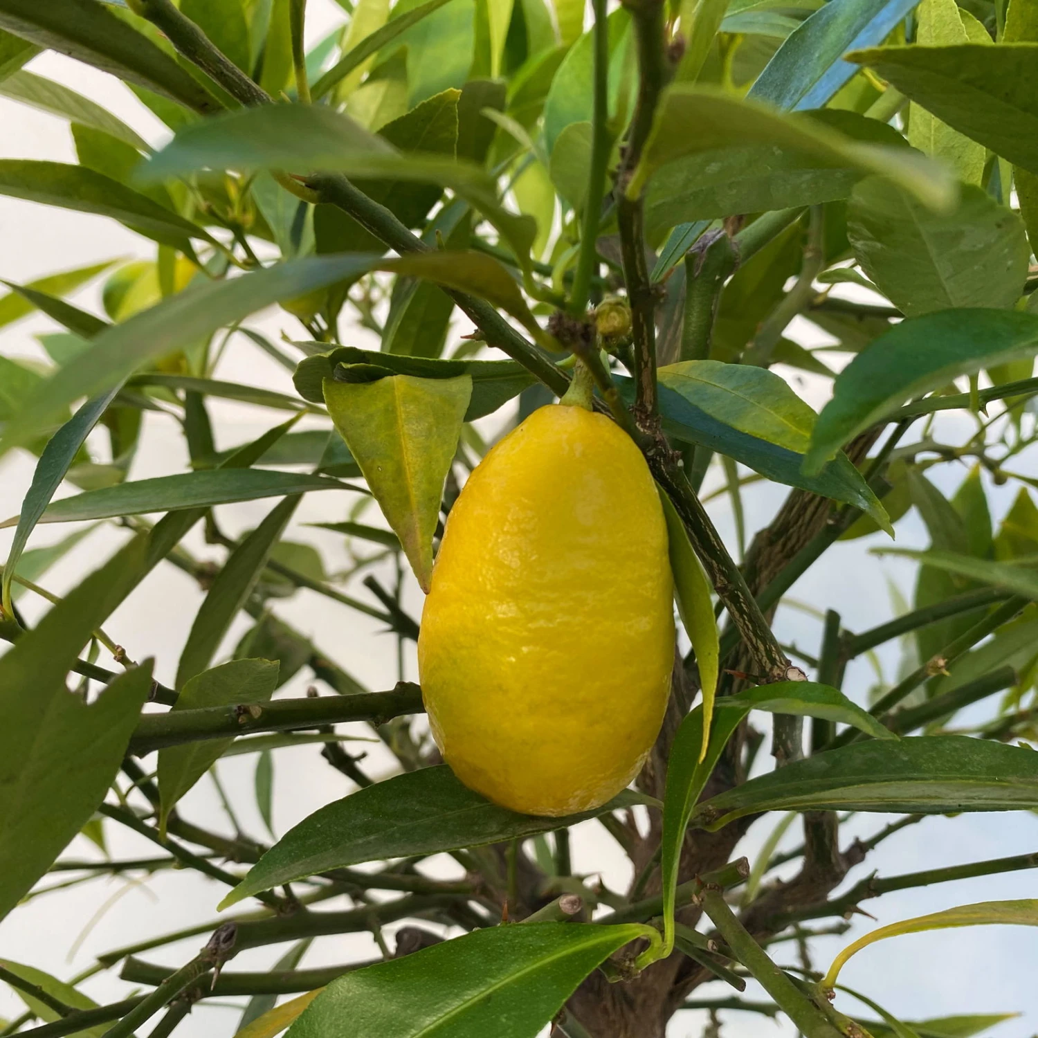 Limequat, Topf Ca. 20 Cm Ø, Höhe Ca. 60 Cm, 7 Limequat, Topf Ca. 20 Cm Ø, Höhe Ca. 60 Cm, – Bild 5