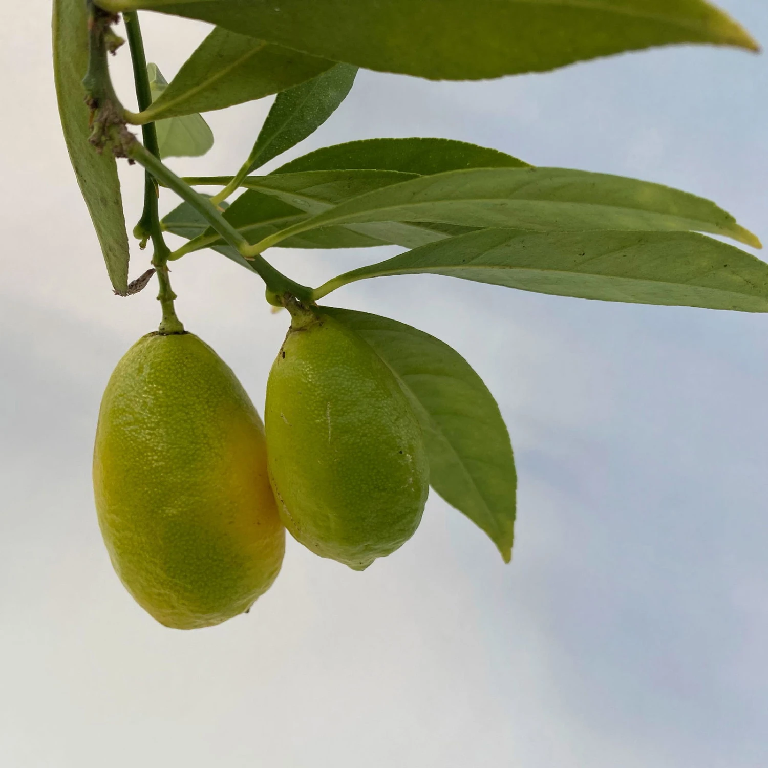 Limequat, Topf Ca. 20 Cm Ø, Höhe Ca. 60 Cm, 8 Limequat, Topf Ca. 20 Cm Ø, Höhe Ca. 60 Cm, – Bild 6