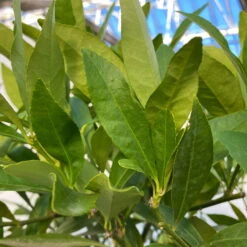 Limequat, Topf Ca. 20 Cm Ø, Höhe Ca. 60 Cm, 17 Limequat, Topf Ca. 20 Cm Ø, Höhe Ca. 60 Cm, -Biohort Garten Geschaft 0630300001 Citrus x floridana Stamm T20 9 104270