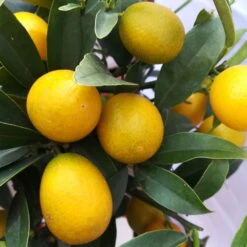 Kumquat, Stamm, Topf-Ø 22 Cm -Biohort Garten Geschaft 0630400015 Citrus fort margarita Stamm T20 H60 70 Kumquat farbiger Topf 1 78903
