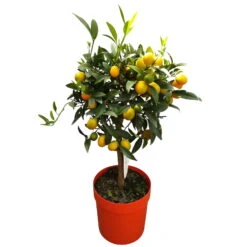 Kumquat, Stamm, Topf-Ø 22 Cm -Biohort Garten Geschaft 0630400015 Citrus fort margarita Stamm T20 H60 70 Kumquat farbiger Topf 2 79071