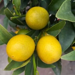 Kumquat, Stamm, Topf-Ø 22 Cm -Biohort Garten Geschaft 0630400015 Citrus fort margarita Stamm T20 H60 70 Kumquat farbiger Topf 7 78902