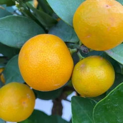 Calamondin, Stamm, Topf-Ø 24 Cm, Höhe Ca. 100 - 140 Cm -Biohort Garten Geschaft 0630400020 Citrus madurensis Stamm T24 5 104279
