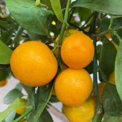 Calamondin, Stamm, Topf-Ø 24 Cm, Höhe Ca. 100 - 140 Cm -Biohort Garten Geschaft 0630400020 Citrus madurensis Stamm T24 8 104280