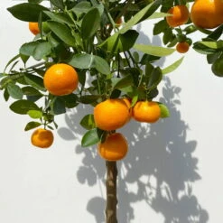 Calamondin, Stamm, Topf-Ø 24 Cm, Höhe Ca. 100 - 140 Cm -Biohort Garten Geschaft 0630400020 Citrus madurensis Stamm T24 3 114142