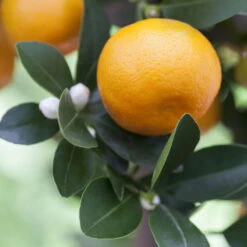 Kumquat, Stamm, Topf-Ø 22 Cm -Biohort Garten Geschaft 0630400068 0630400074 Citrus Calamondin 1 98319