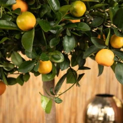 Kumquat, Stamm, Topf-Ø 22 Cm -Biohort Garten Geschaft 0630400068 0630400074 Citrus Calamondin 2 98320