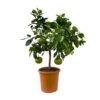 Grapefruitbaum, Kurz-Stamm, Topf-Ø 26 Cm -Biohort Garten Geschaft 0630500011 Citrus paradisi Stamm T26 5 104345