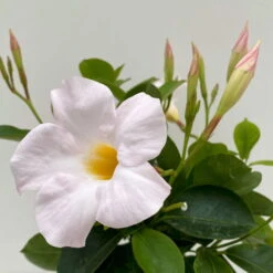 Dipladenie Weiß, Busch, Topf-Ø 13/14 Cm, 3er-Set 10 Dipladenie Weiß, Busch, Topf-Ø 13/14 Cm, 3er-Set -Biohort Garten Geschaft 0670110218 Dipladenia Busch weiss 3er Set 4 111032