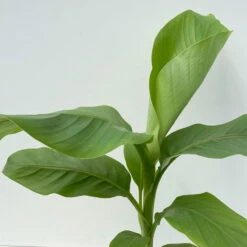 Bananenpflanze, Topf-Ø 17 Cm, Höhe Ca. 60 Cm, 2er-Set -Biohort Garten Geschaft 0680100202 0680100219 Musa basjo 6 111828