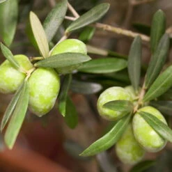 Olivenbaum 'Bonsai', Topf-Ø 25 Cm, Höhe Ca. 55 Cm -Biohort Garten Geschaft 0680200048 0680200051 0680200054 0680200057 0680200061 0680200075 Koelle Olea europaea Busch1 76776 1