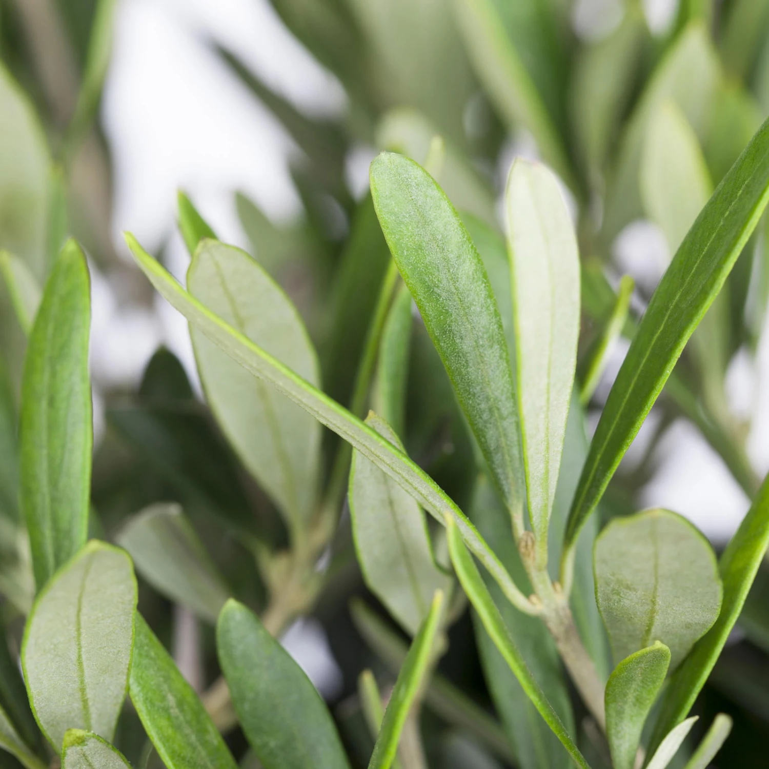 Olivenbaum, Stämmchen, Topf-Ø 40 Cm, Höhe Ca. 170 Cm 4 Olivenbaum, Stämmchen, Topf-Ø 40 Cm, Höhe Ca. 170 Cm – Bild 2