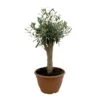 Olivenbaum 'Bonsai', Topf-Ø 25 Cm, Höhe Ca. 55 Cm -Biohort Garten Geschaft 0680200048 Koelle Olea europaea Schale T25 4 104346