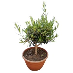 Olivenbaum 'Bonsai', Topf-Ø 25 Cm, Höhe Ca. 55 Cm -Biohort Garten Geschaft 0680200048 Koelle Olea europaea Schale T25 2 78685
