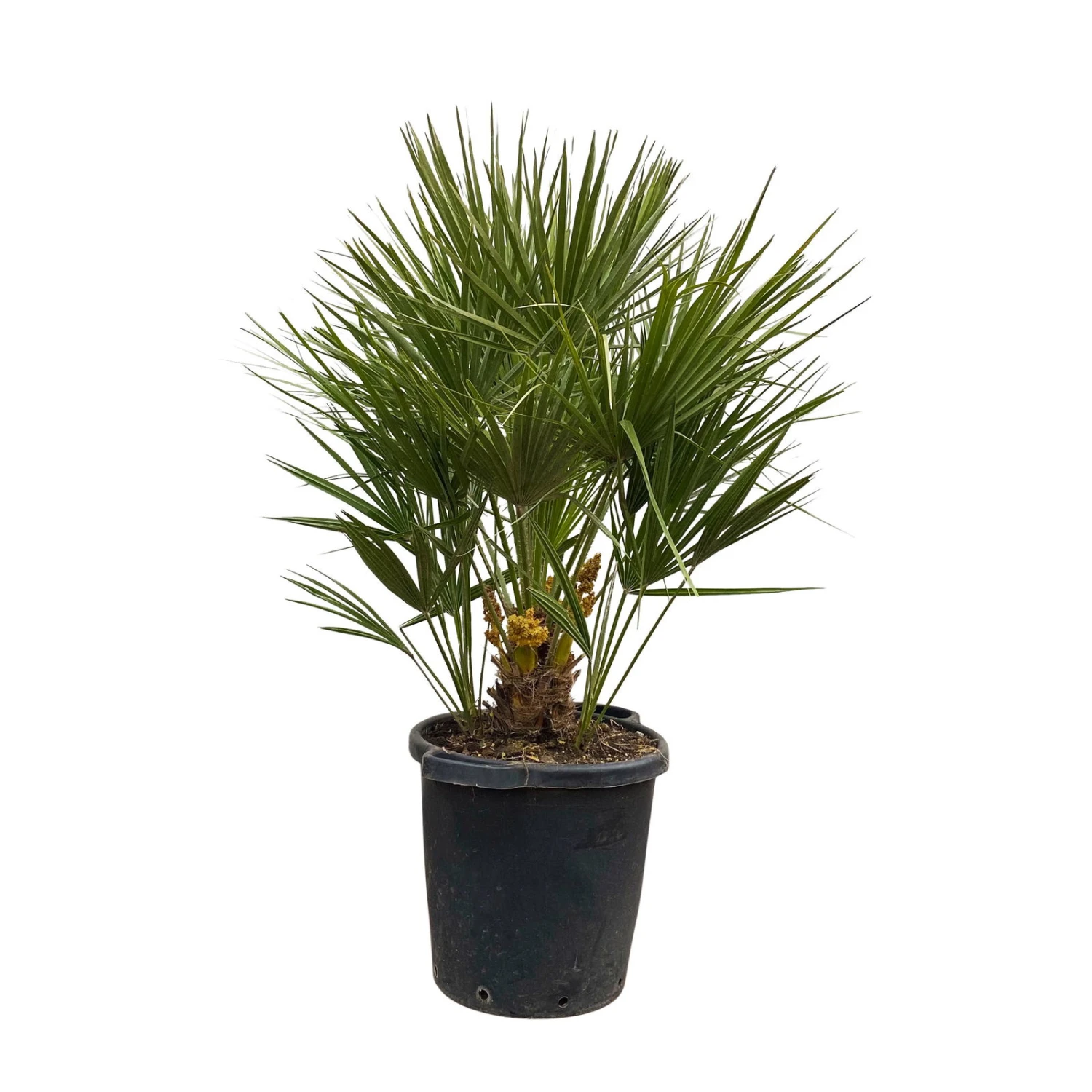 Chamaerops Humilis, Topf-Ø 35 Cm, Höhe Ca. 100-120 Cm 3 Chamaerops Humilis, Topf-Ø 35 Cm, Höhe Ca. 100-120 Cm