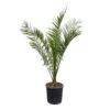 Dattelpalme, Topf-Ø 28 Cm, Höhe Ca. 160 Cm -Biohort Garten Geschaft 0680300051 Phoenix canariensis T28 H160 180 2 92426