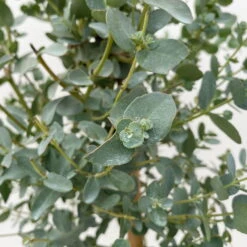 Eukalyptus, Stamm, Topf-Ø 17 Cm, Höhe Ca. 60 Cm 14 Eukalyptus, Stamm, Topf-Ø 17 Cm, Höhe Ca. 60 Cm -Biohort Garten Geschaft 0680400002 Eucalyptus gunnii Stamm T17 3 106634