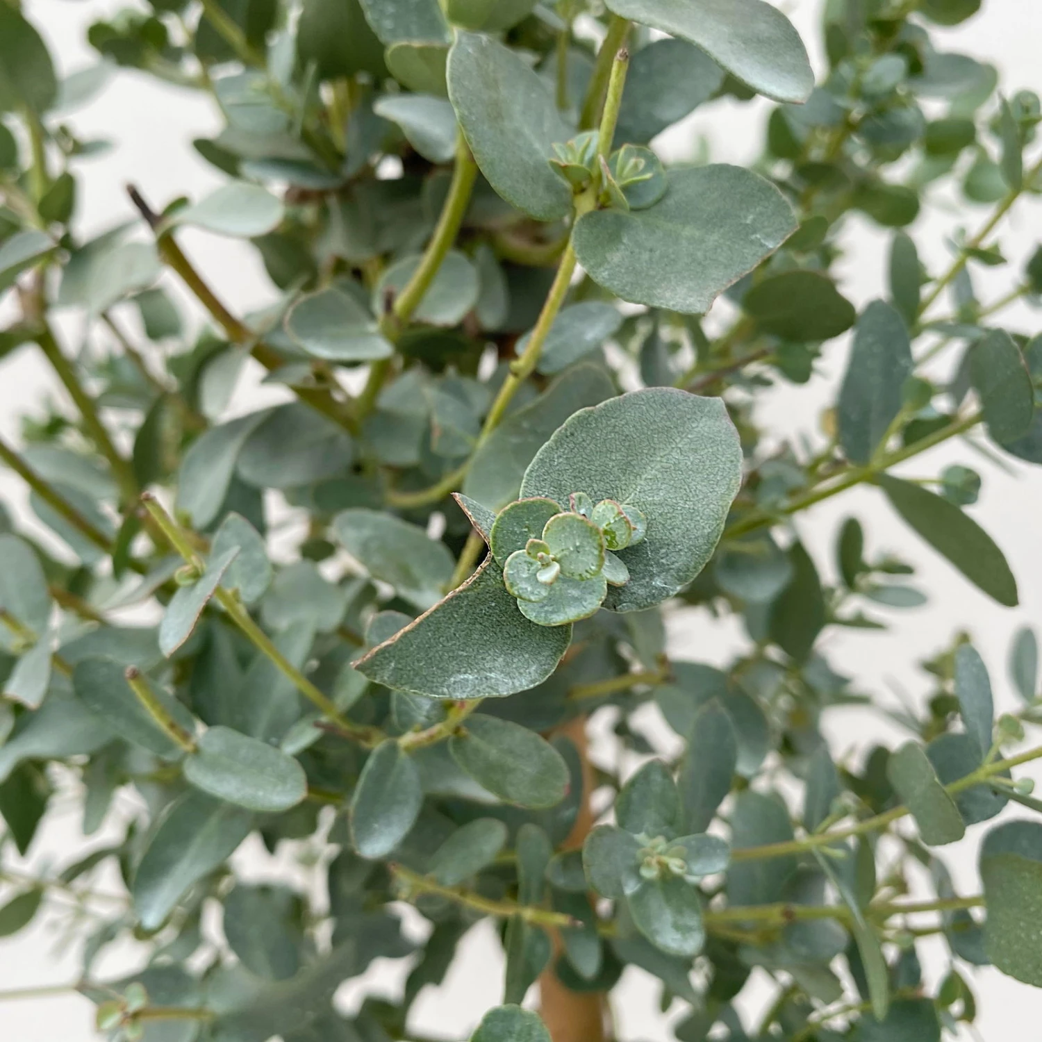 Eukalyptus, Stamm, Topf-Ø 17 Cm, Höhe Ca. 60 Cm 7 Eukalyptus, Stamm, Topf-Ø 17 Cm, Höhe Ca. 60 Cm – Bild 5