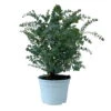 Eukalyptus 'Baby Blue', Busch, Topf-Ø 20 Cm 1 Eukalyptus 'Baby Blue', Busch, Topf-Ø 20 Cm -Biohort Garten Geschaft 0680400059 Eukalyptus gunnii Busch T20 Baby Blue WS 2 98467