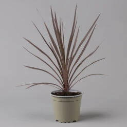 Keulenlilie 'Red Star' Rotlaubig, Topf-Ø 13 Cm, 3er-Set -Biohort Garten Geschaft 0680400124 cordyline red star 2 124116