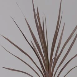 Keulenlilie 'Red Star' Rotlaubig, Topf-Ø 13 Cm, 3er-Set -Biohort Garten Geschaft 0680400124 cordyline red star 3 124117