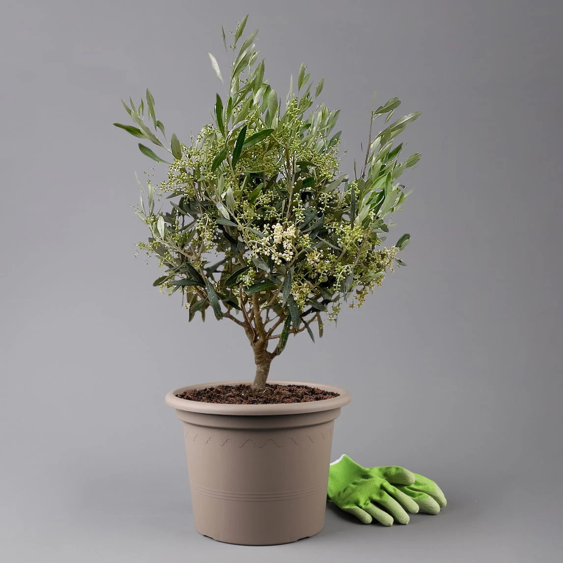 Olivenbaum, Busch, Topf-Ø 24 Cm, Höhe Ca. 80 Cm 3 Olivenbaum, Busch, Topf-Ø 24 Cm, Höhe Ca. 80 Cm