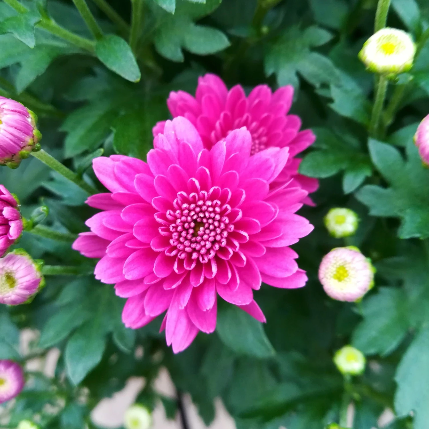 Chrysanthemen 'Trio', Gelb/lila/weiß, Topf-Ø 19 Cm, 2er-Set 6 Chrysanthemen 'Trio', Gelb/lila/weiß, Topf-Ø 19 Cm, 2er-Set – Bild 4