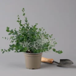 Silberdraht & Eukalyptus, Topf-Ø 13 Cm, 6er-Set -Biohort Garten Geschaft 0690160042 Calocephalus Eukalyptus T13 6er Set Duo 2 125577