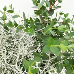 Silberdraht & Eukalyptus, Topf-Ø 13 Cm, 6er-Set -Biohort Garten Geschaft 0690160042 calocephalus eukalyptus 3 122652